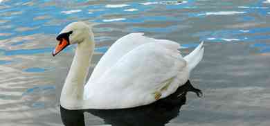 Swan